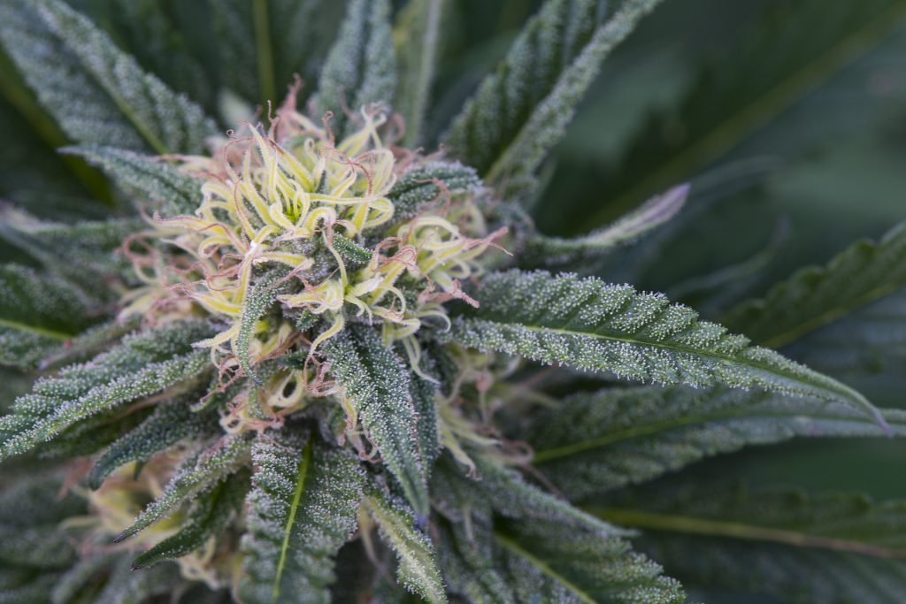 Close-up of a sticky marijuana flower