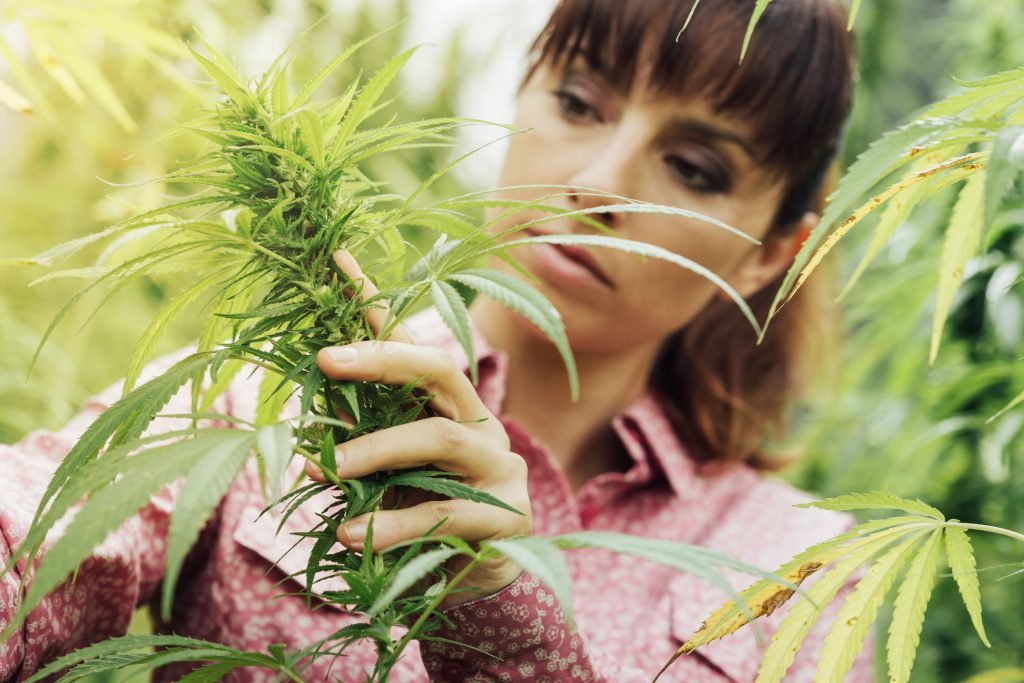 Woman trimming cannabis plant