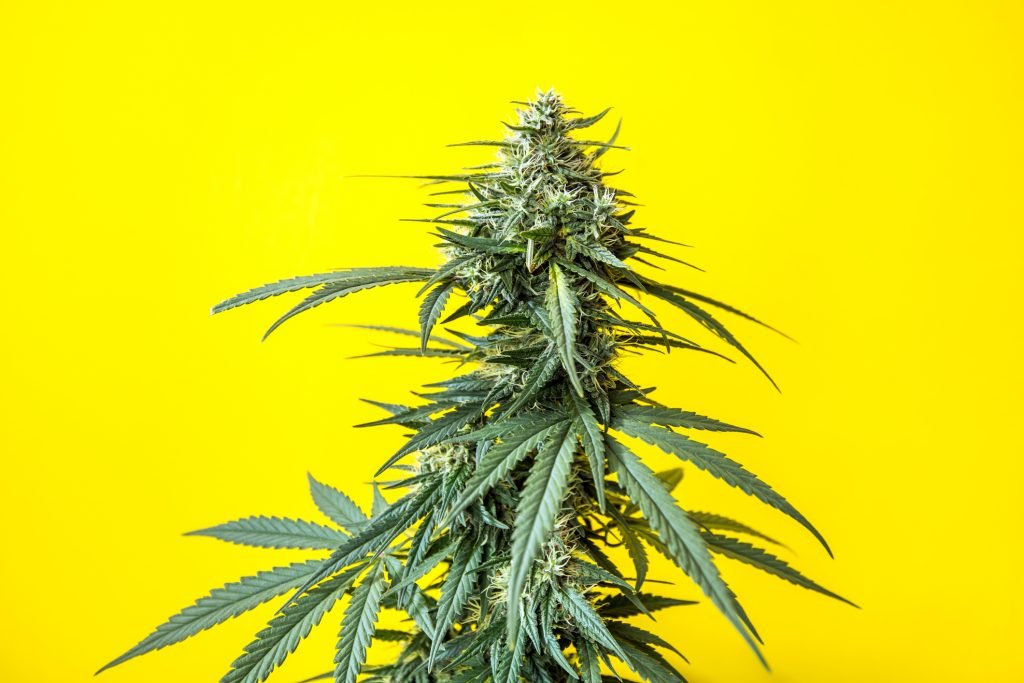 Cannabis plant, flowering buds of marijuana on a yellow background