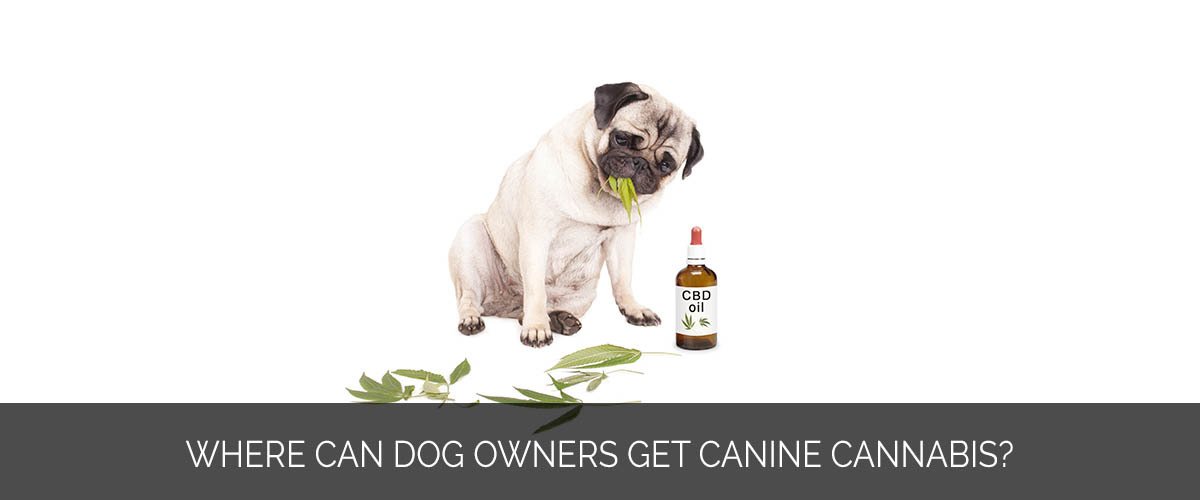 Where can dog owners get canine cannabis - Marijuana Marketing Xperts