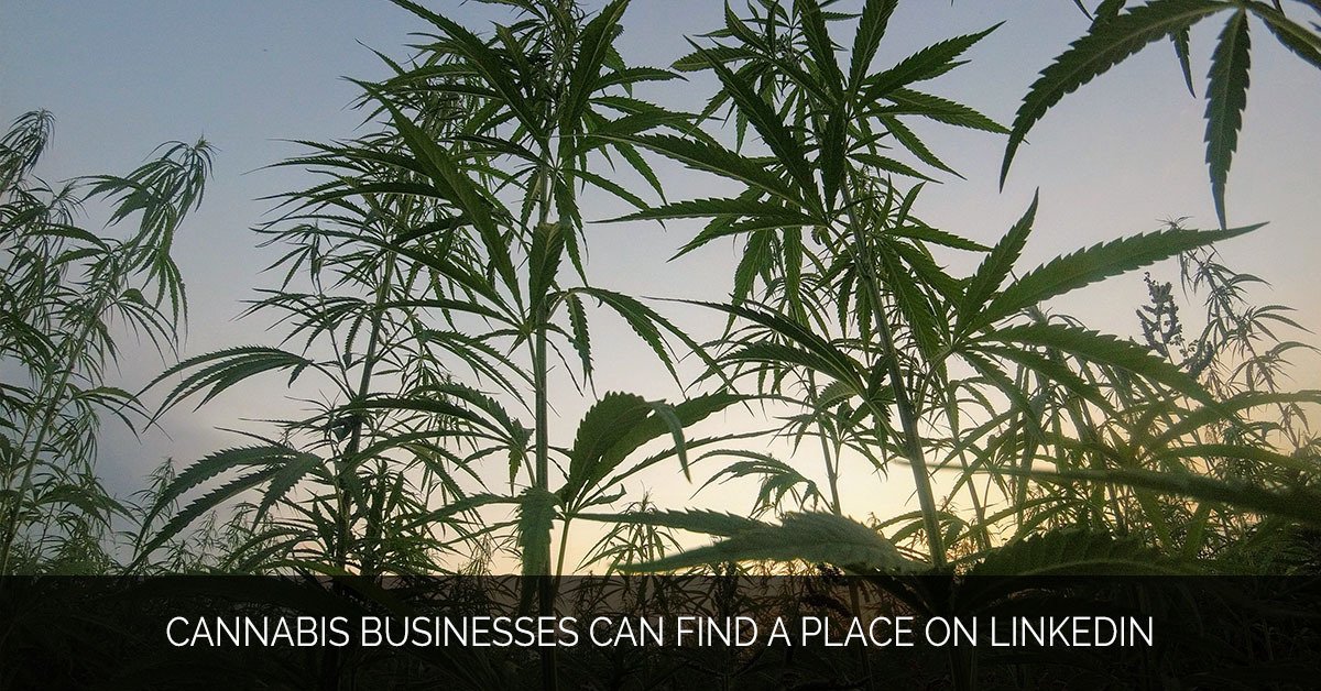 Cannabis Businesses Can Find a Place on LinkedIn - MMX