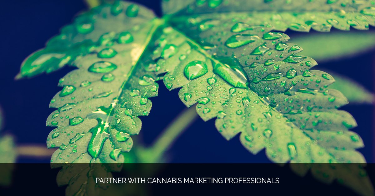Partner with Cannabis Marketing Professionals
