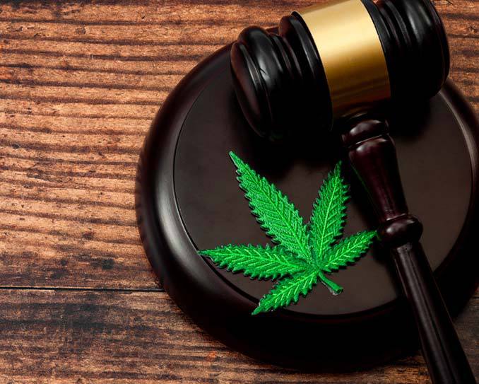 Image of a judge gavel with a marijuana leaf in it