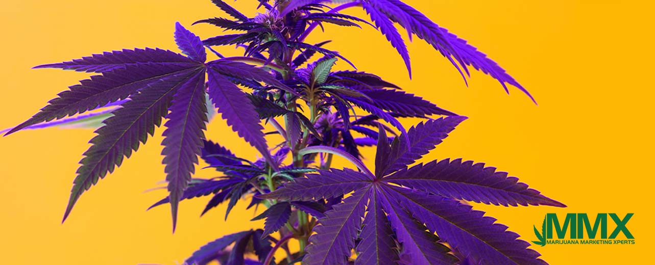 H3-When it comes to cannabis, flash photography is not your friend